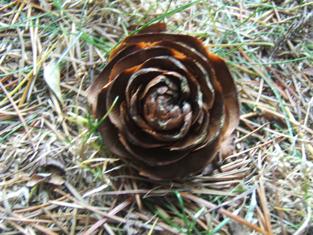 Pine cone "rose" The pine trees behind our house are dropp… Flickr