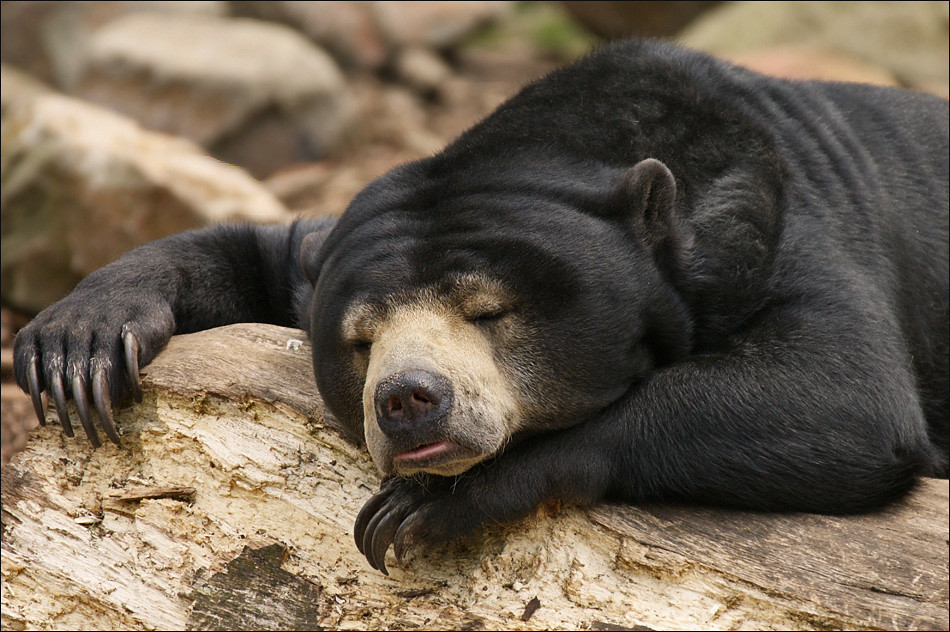 Sleeping Bear Malayan Sun Bear or Honey Bear in the Rimba … Flickr