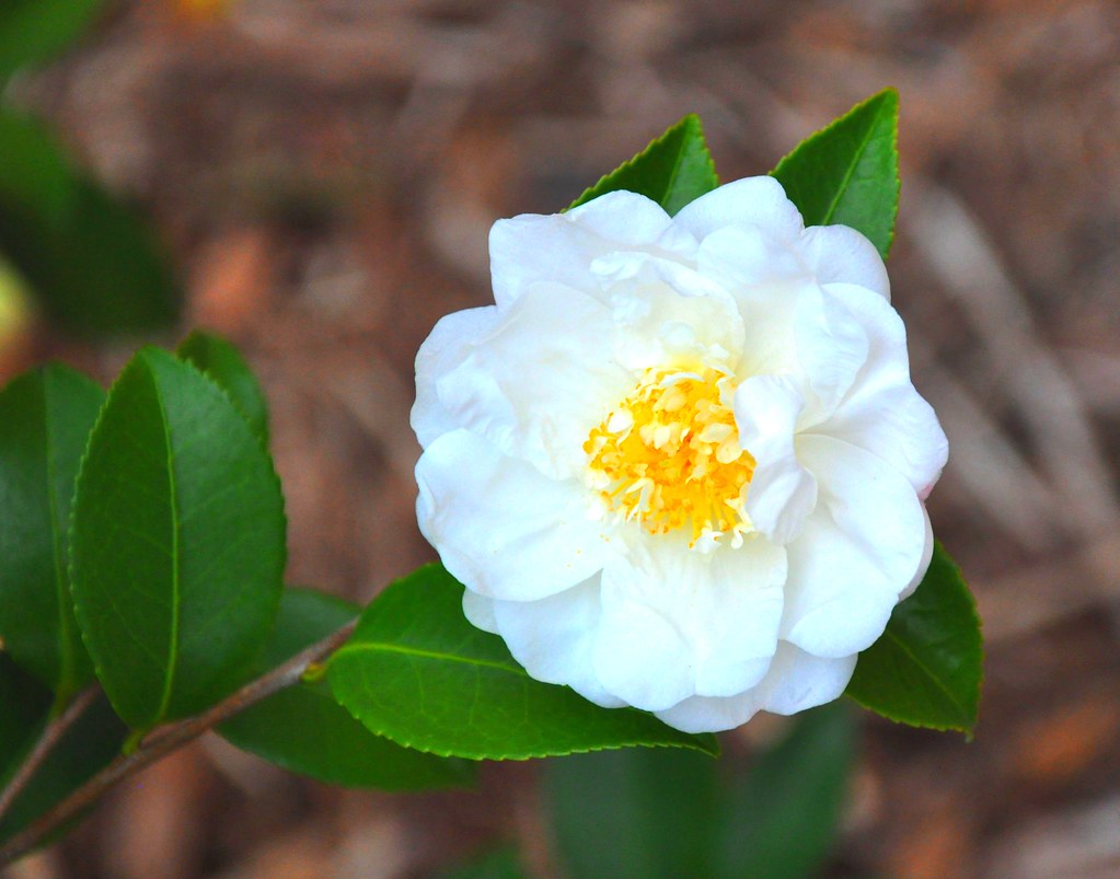 'Winter's Snowman' Camellia 'Winter's Snowman' Camellia (C… Flickr