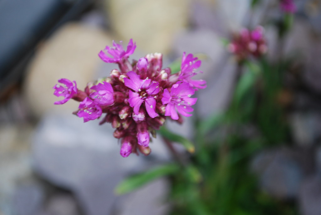 PINK ROCKERY PLANT Lovely pink small flowers on long stems… ANGELA