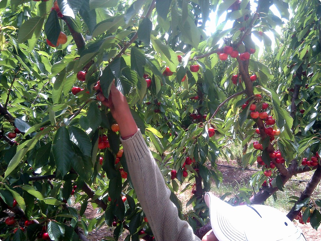 Cherry Picking in Brentwood, CA Our family loves going che… Flickr