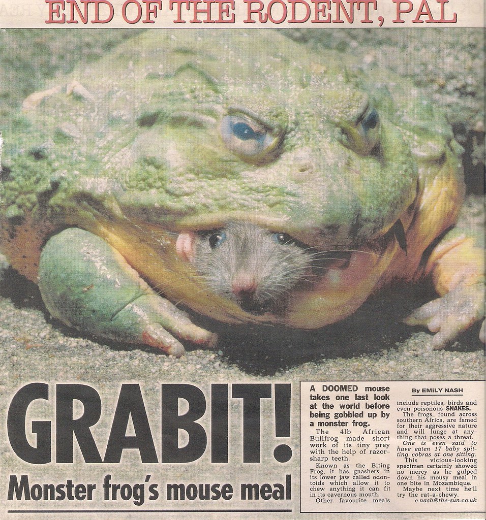 Frog eats mouse for dinner from The Sun newspaper 031110… Flickr