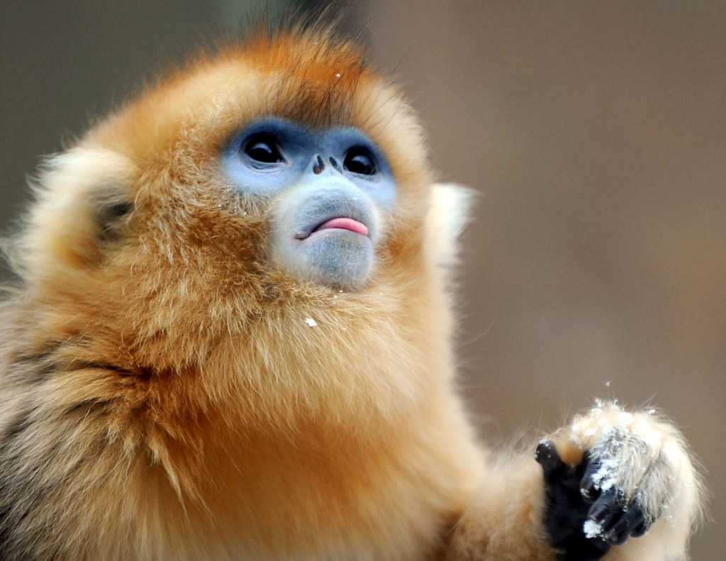 Golden snub nosed monkey Golden snub nosed monkey everla… Flickr