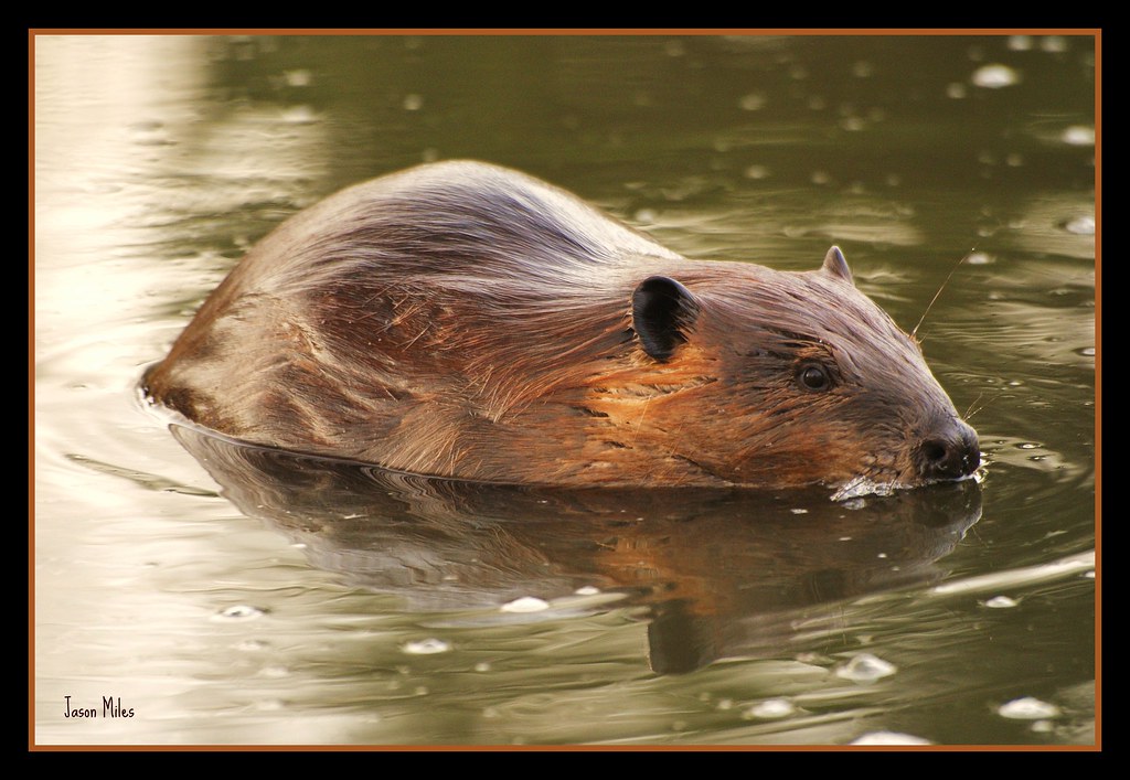 Beaver up close The North American Beaver (Castor canadens… Flickr