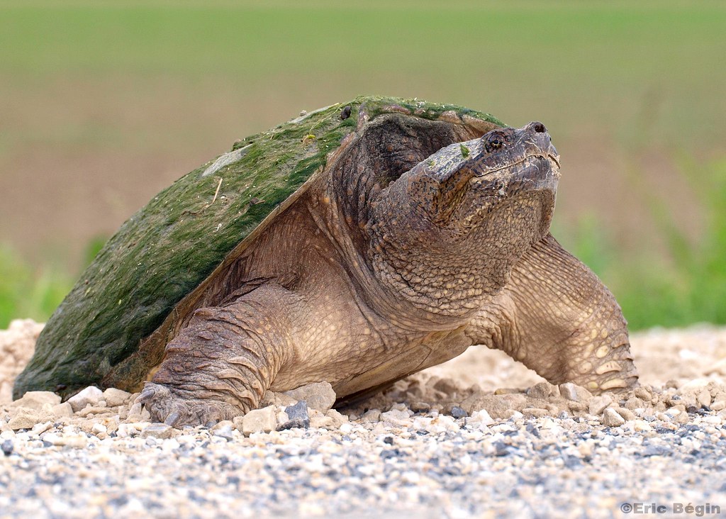 Tortue serpentine (tortue hargneuse) / Snapping Turtle
