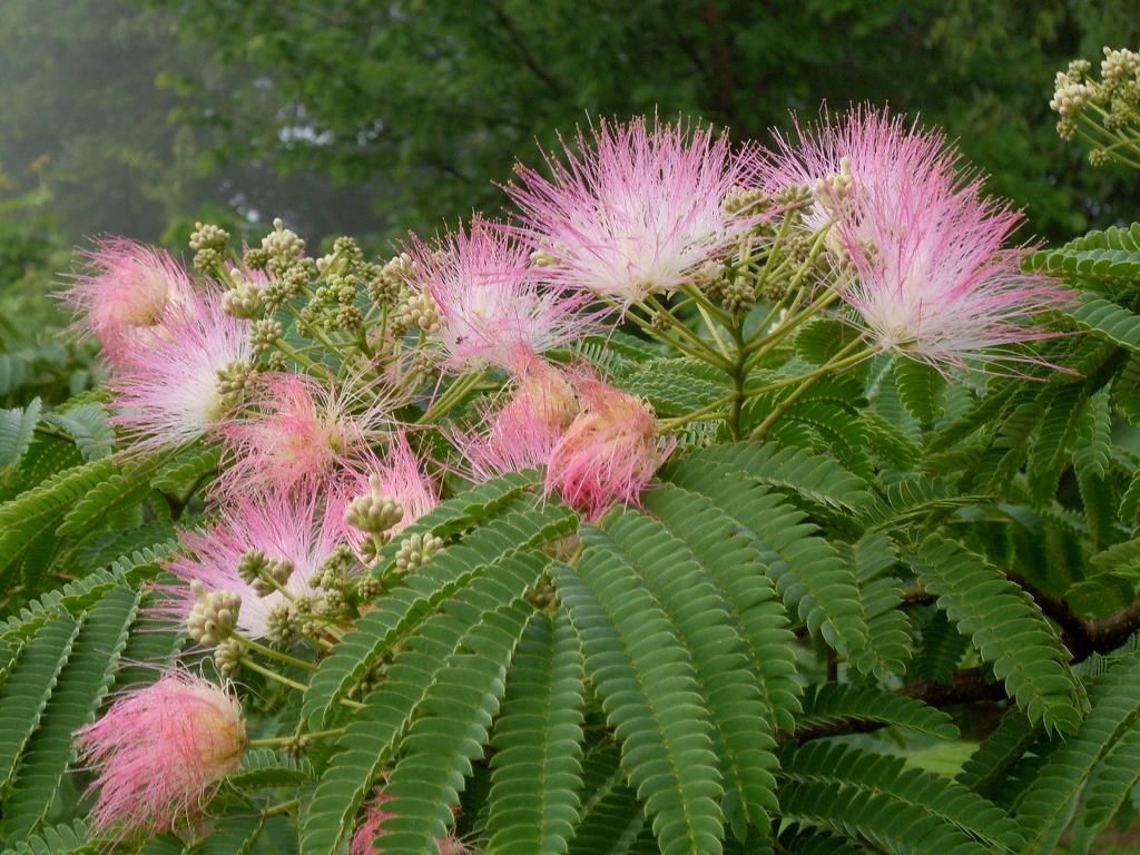 Mimosa Tree Flowers This is a creative commons image, whic… Flickr