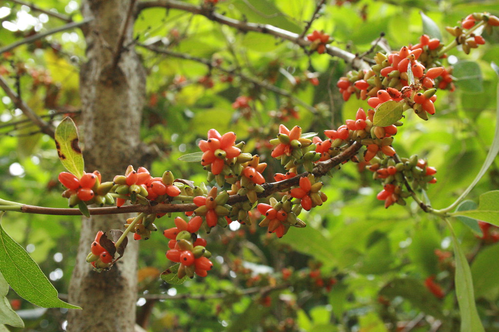 Karamu berries Coprosma robusta and C. lucida A native