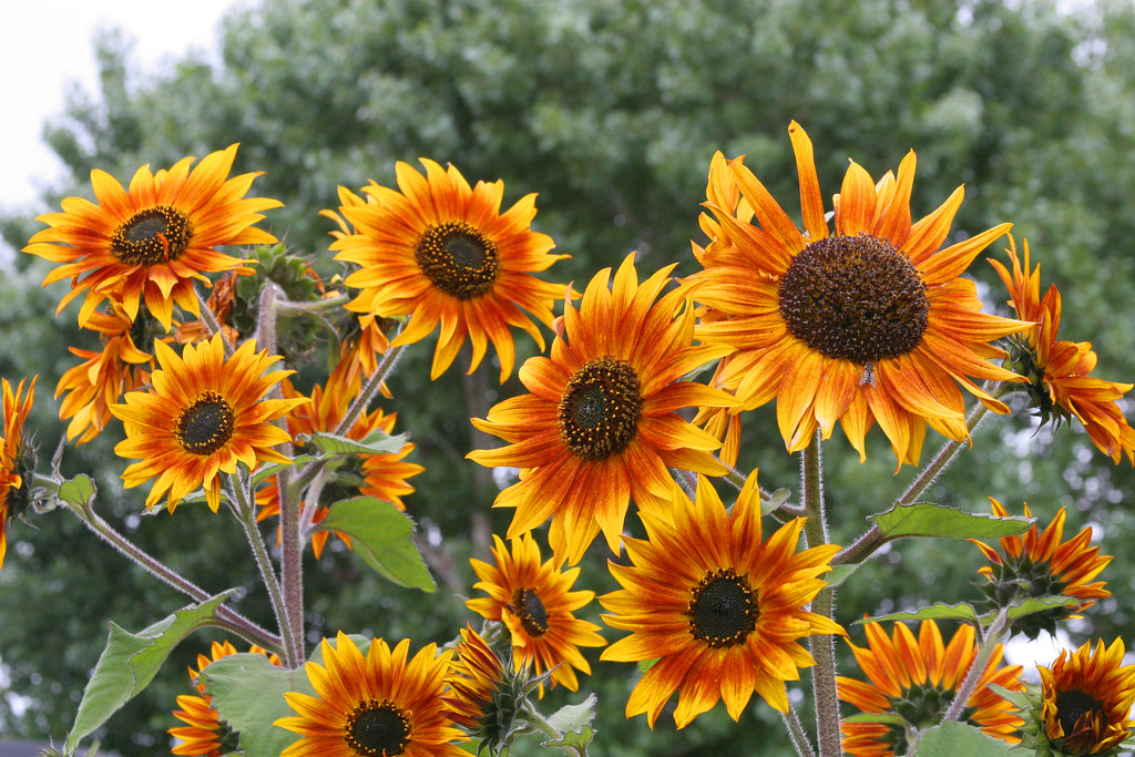 Sunflower 'Ring of Fire' Annie's Annuals & Perennials Flickr