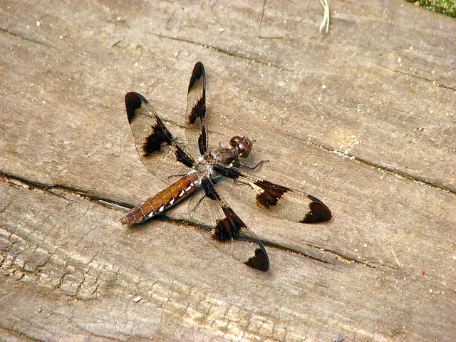 Ontario Dragonflies 3 Flickr Photo Sharing!