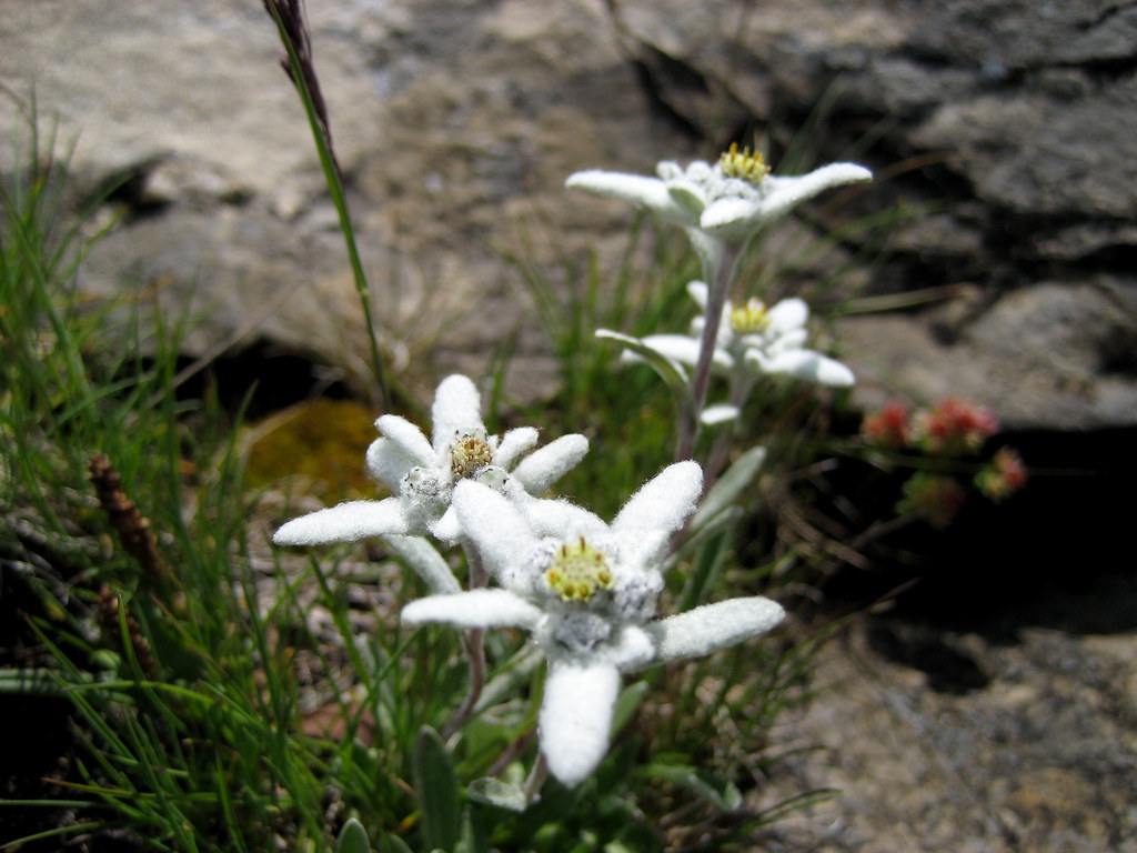 Edelweiss ( Blume / Flower ) auf dem Üschinengrat im Berne… Flickr