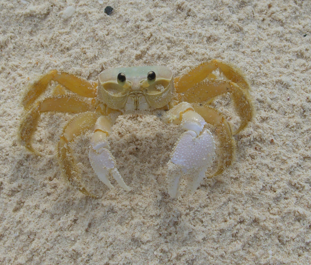 "Caribbean Land Crab" , Klein/Little Curacao Meino Mellink Flickr