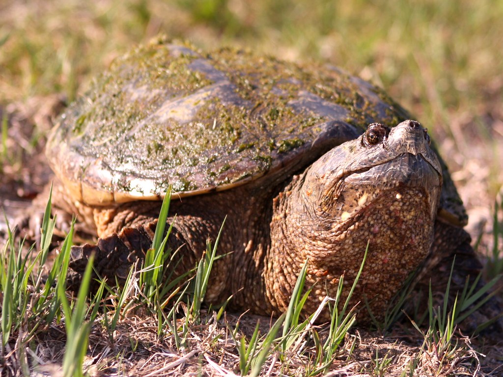 Tortue Serpentine / Common Snapping turtle Parc de la Ci
