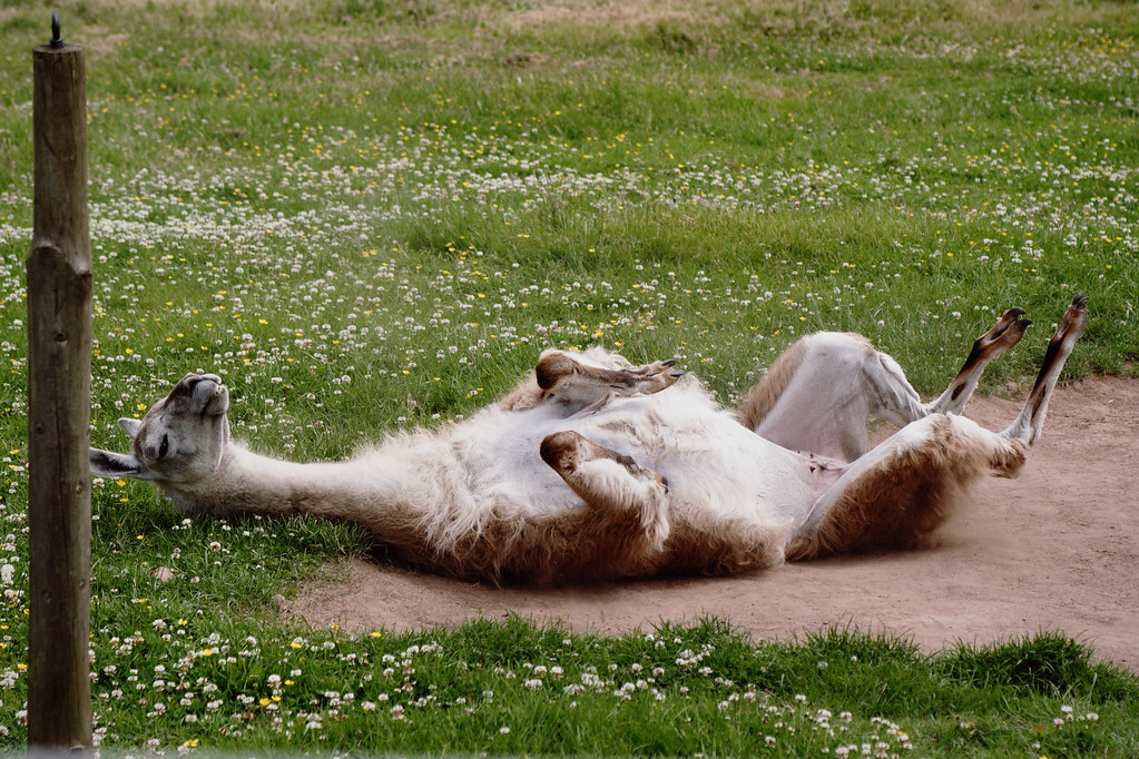 Llama roll A female llama (possibly pregnant) has a roll. Matt Flickr