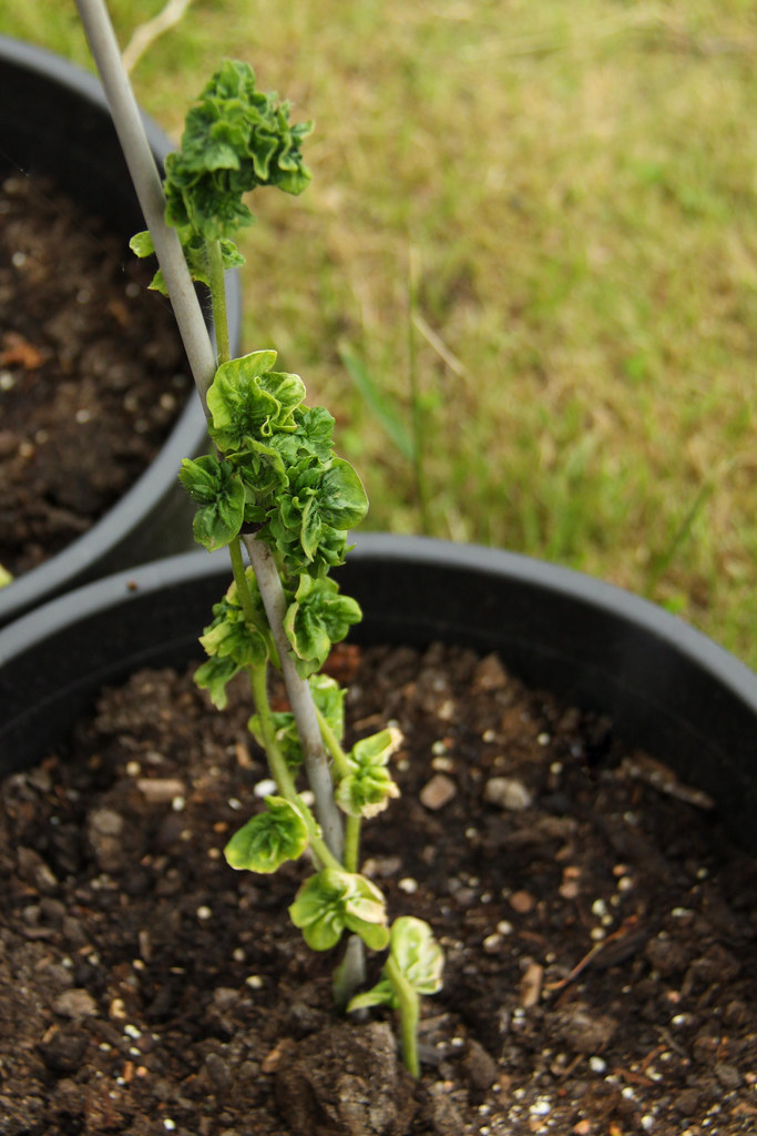 Stick Tomato Stick aka Curl Tomato Seed Source Casey's
