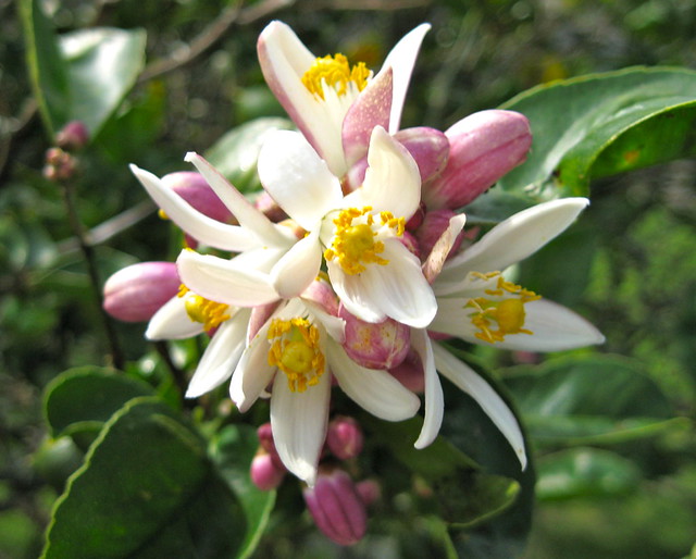 Citrus Flowers Taken outside my doctor’s office in Waimea,… Flickr