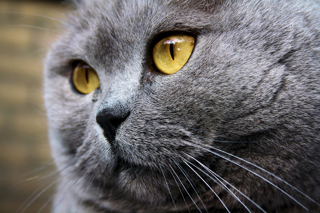 The Yellow eyed cat The Yellow eyed cat wim kroep Flickr