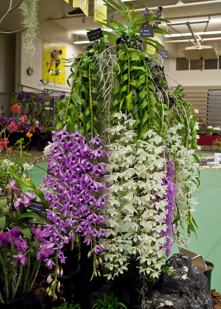 Honohono Tree at Kunia Orchid Show Honohonos (Den. anosmum… Flickr