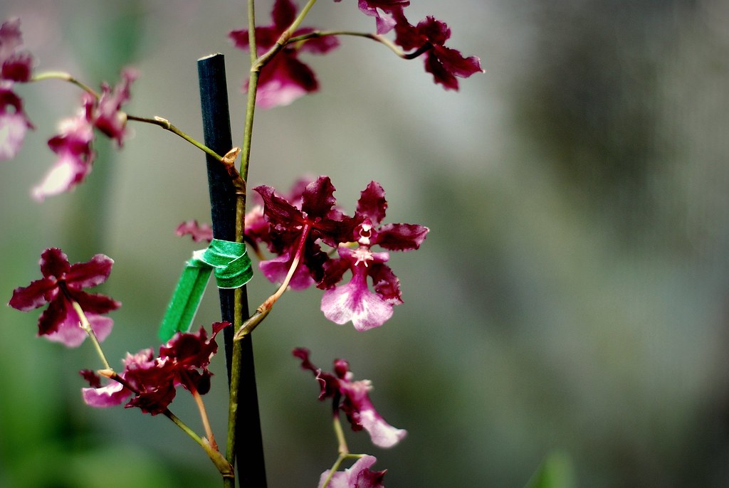 chocolate orchid these orchids really did smell like choco… Melissa