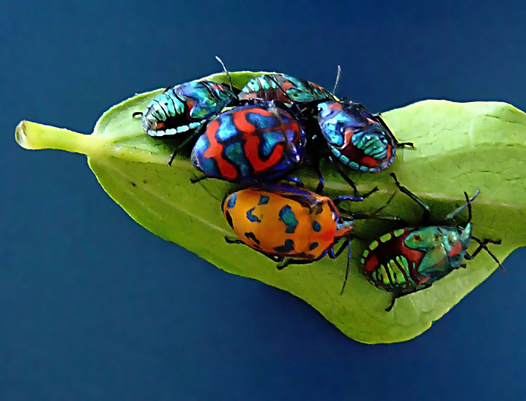 hibiscus beetles jewelled beetles in Queensland robert miles Flickr