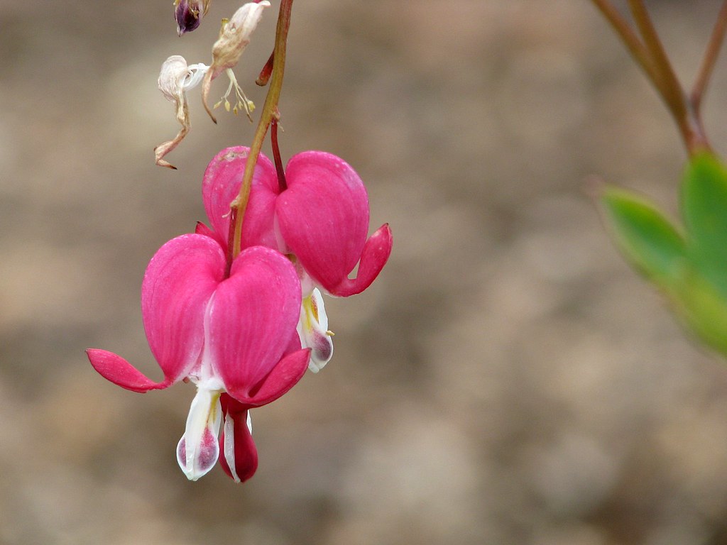 Hearts Belgium. National Botanic Garden in Meise (Brussels… Flickr