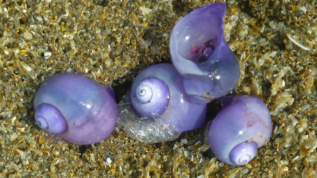 Purple Sea Snails SunnyKeri Flickr