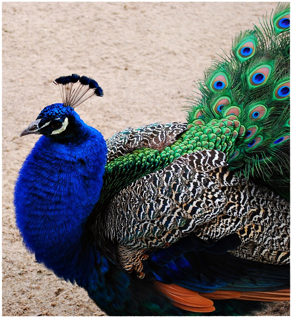 Peacock San Diego Zoo. March 2010. Serch S! Flickr