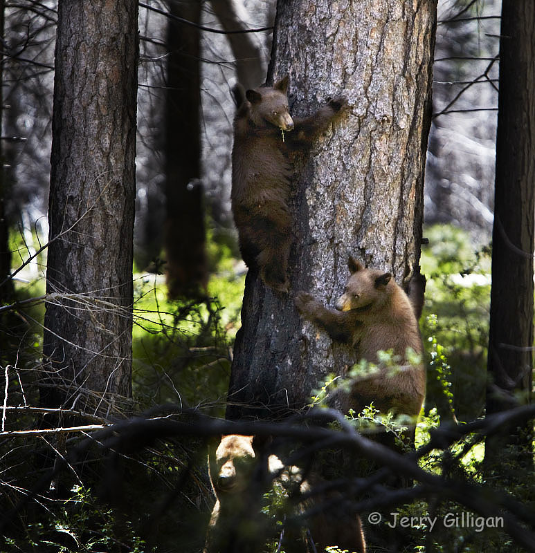 Mama Bear Protecting Her Cubs Mama Bear Protecting Her Cub… Flickr