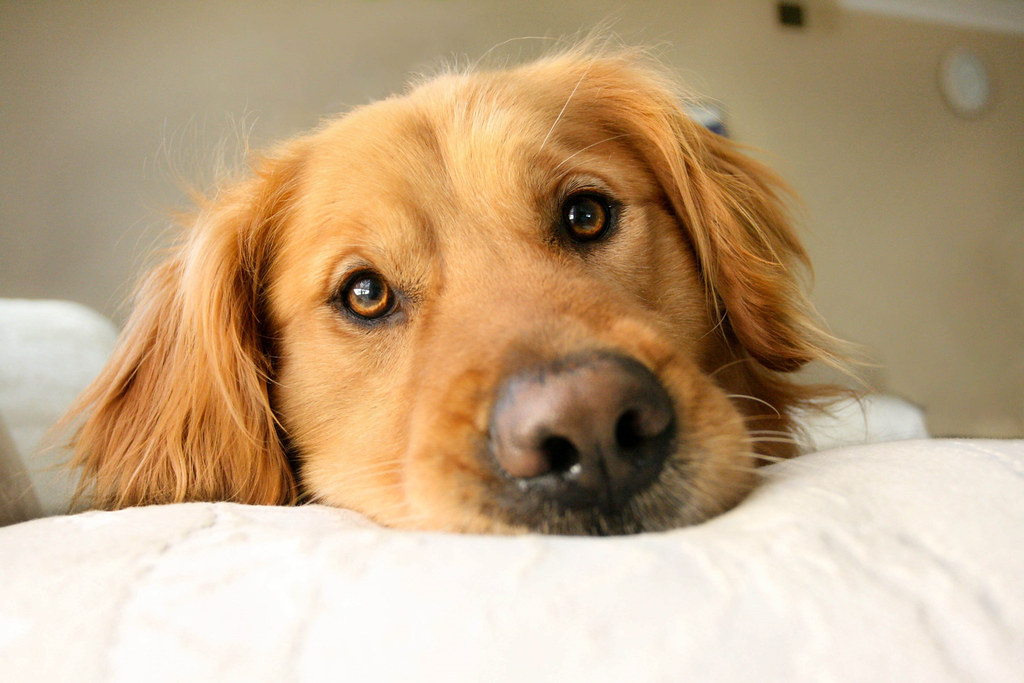 Puppy Pout I think someone wants his Muddy back! ) There … Flickr
