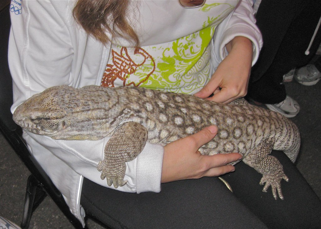 Savannah Monitor Lizard David Drucker Flickr