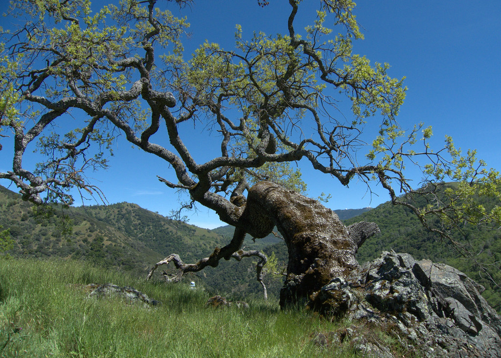 Old Blue Oak Tree A grand old blue oak tree growing out of… Flickr