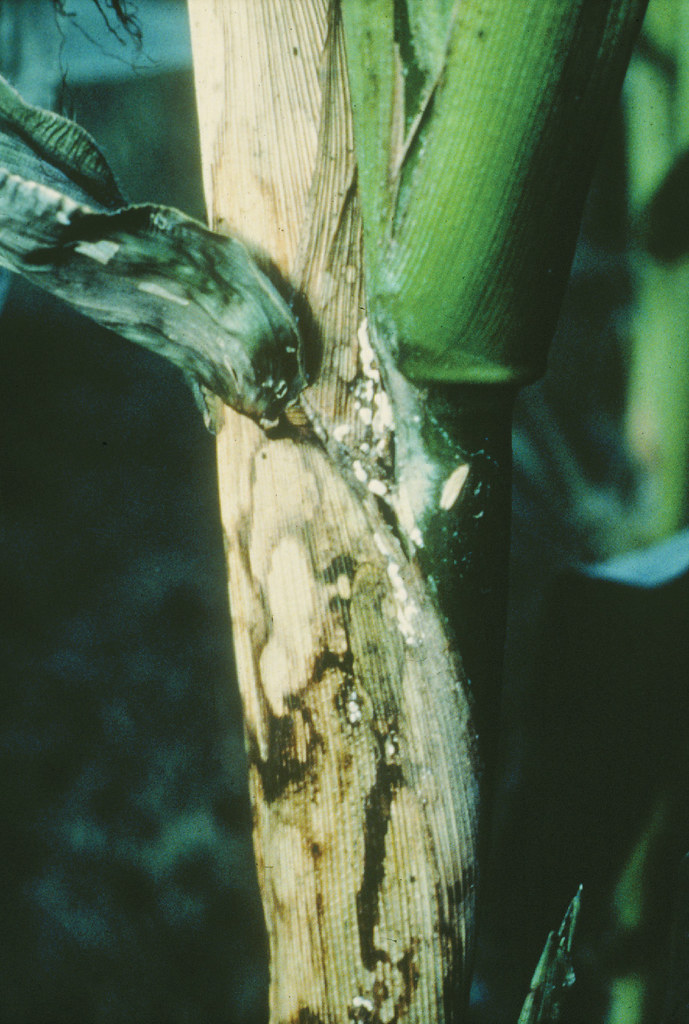Banded leaf and sheath blight on maize Maize sheath