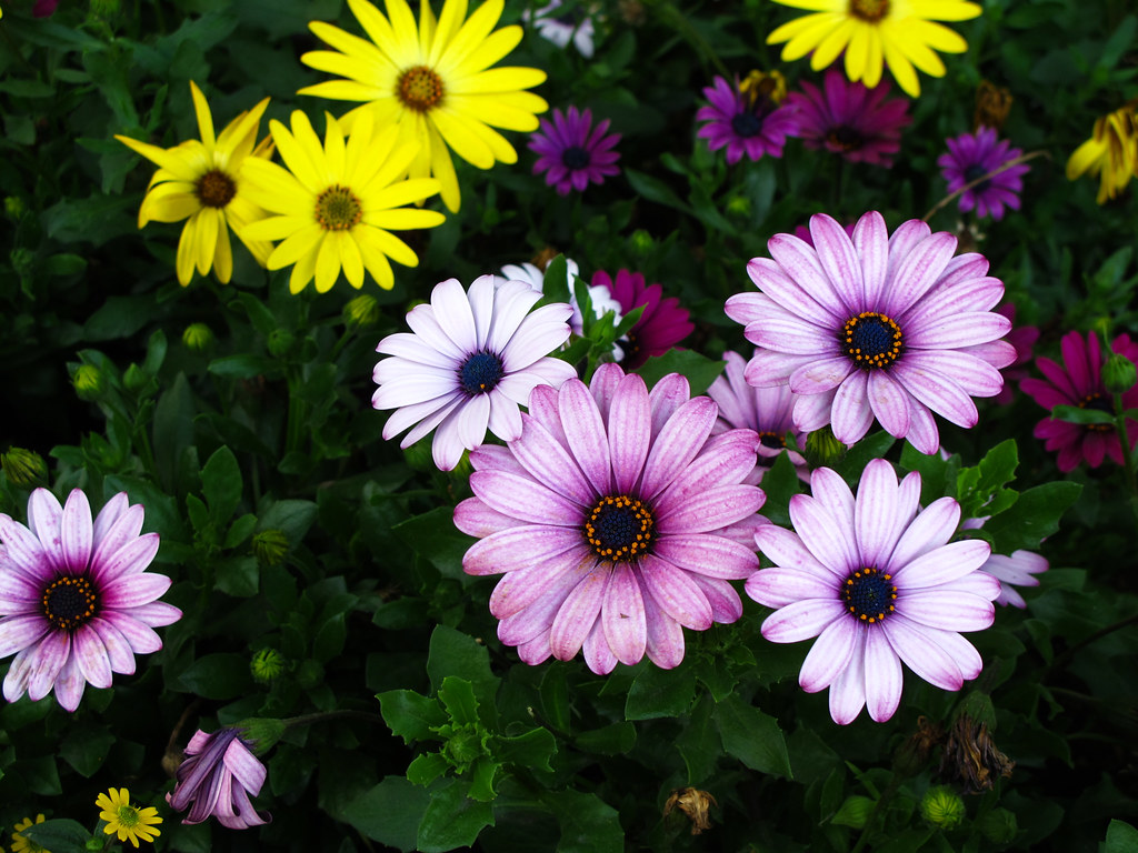 Summer in Norway Flowers in Bloom Bergen, Norway Flickr