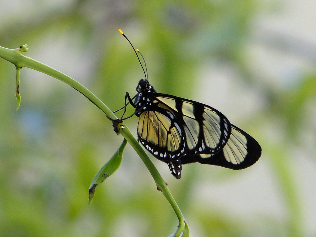They say that butterflies bring good luck. Butterflies are… Flickr