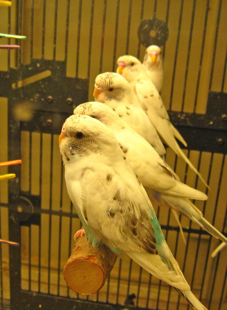 rare parakeet cris a. moon Flickr