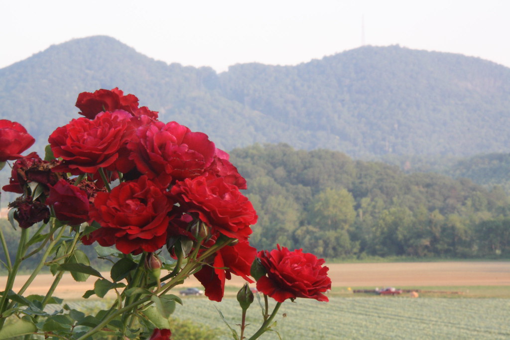 Mountain Roses Pretty roses with a nice mountain backgroun… Aaron Thompson Flickr