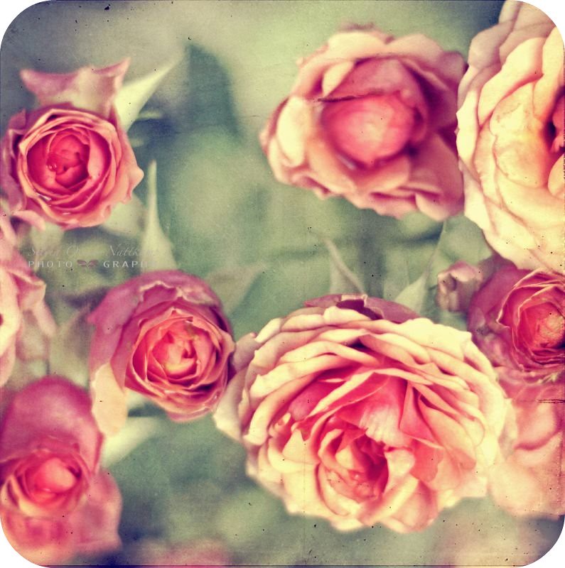 and i will make thee beds of roses and a thousand fragra… Flickr