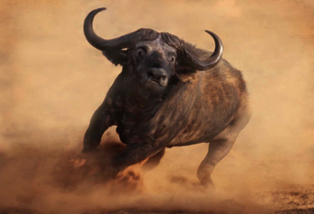 328021 African Buffalo charging Paul Brehem Flickr