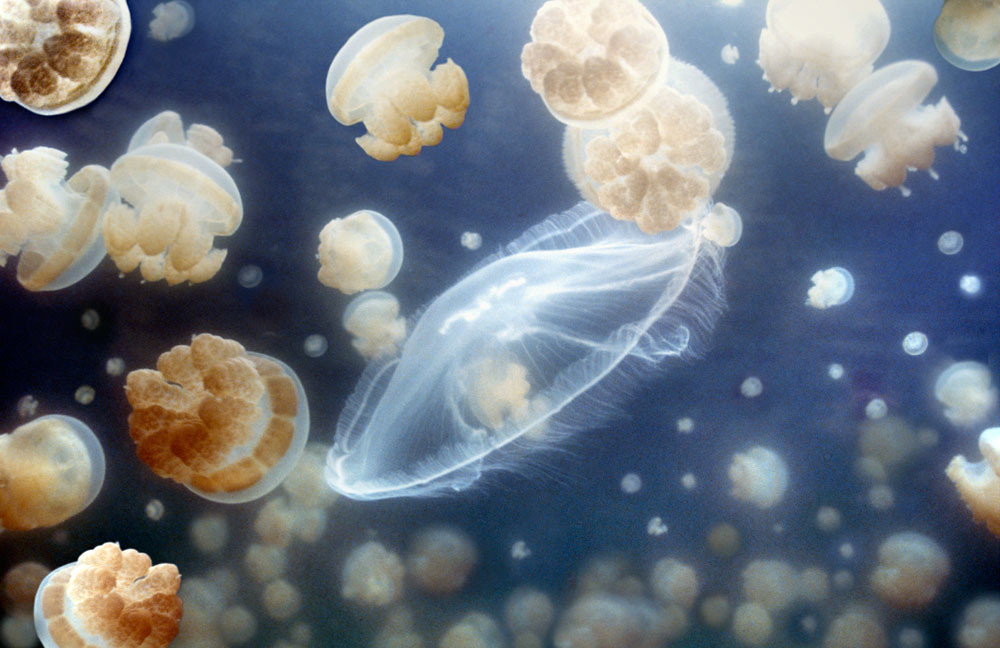 Jellyfish Lake in Palau The Mastigias coexist with the
