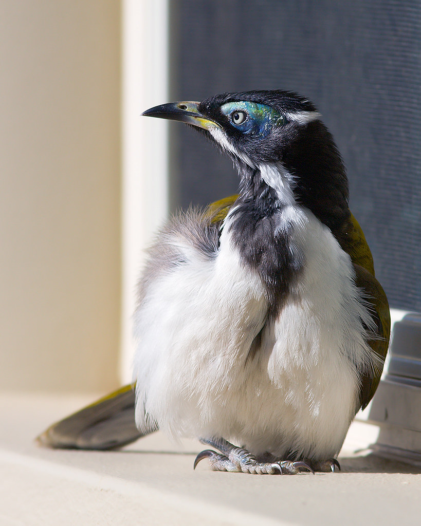 BlueFaced Honeyeater Warming Up A bird sunning itself on … Flickr