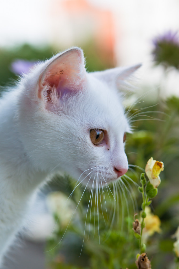 Cat smelling flower Sergii Gulenok Flickr