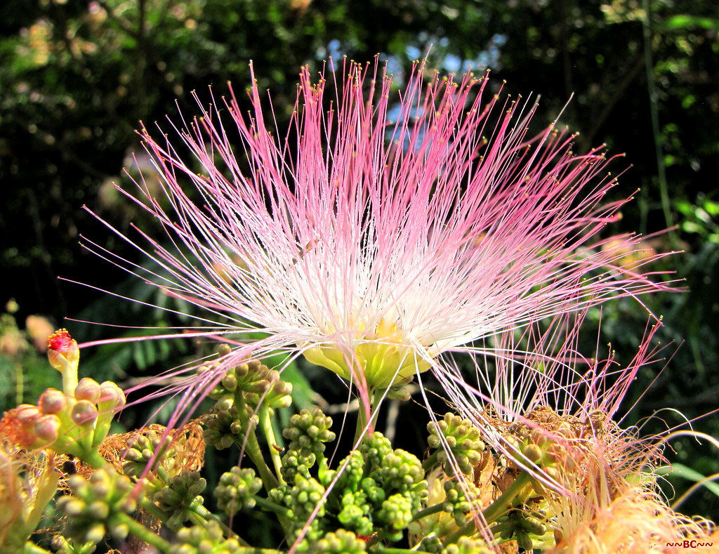 Formosa Tree Flower Taken in a park by Green River. Chuck Flickr