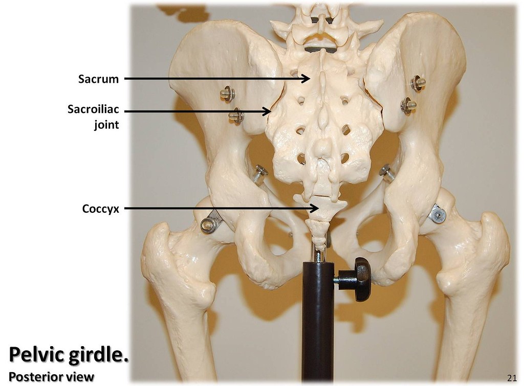 Pelvic girdle, posterior view with labels Appendicular S