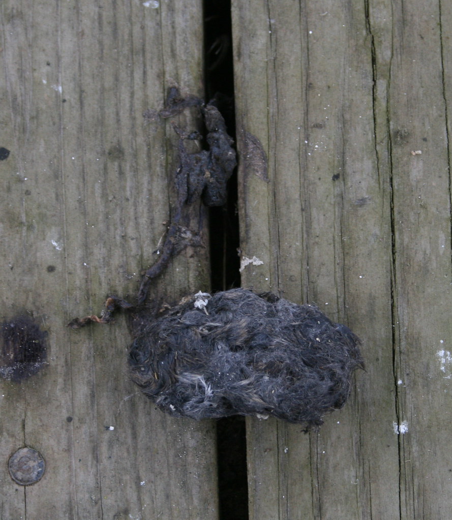 Owl Pellet Owls eat rodents. They swallow the critters who… Flickr