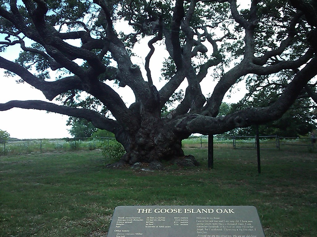 The Goose Island Oak "The Big Tree" Lamar, Texas Flickr