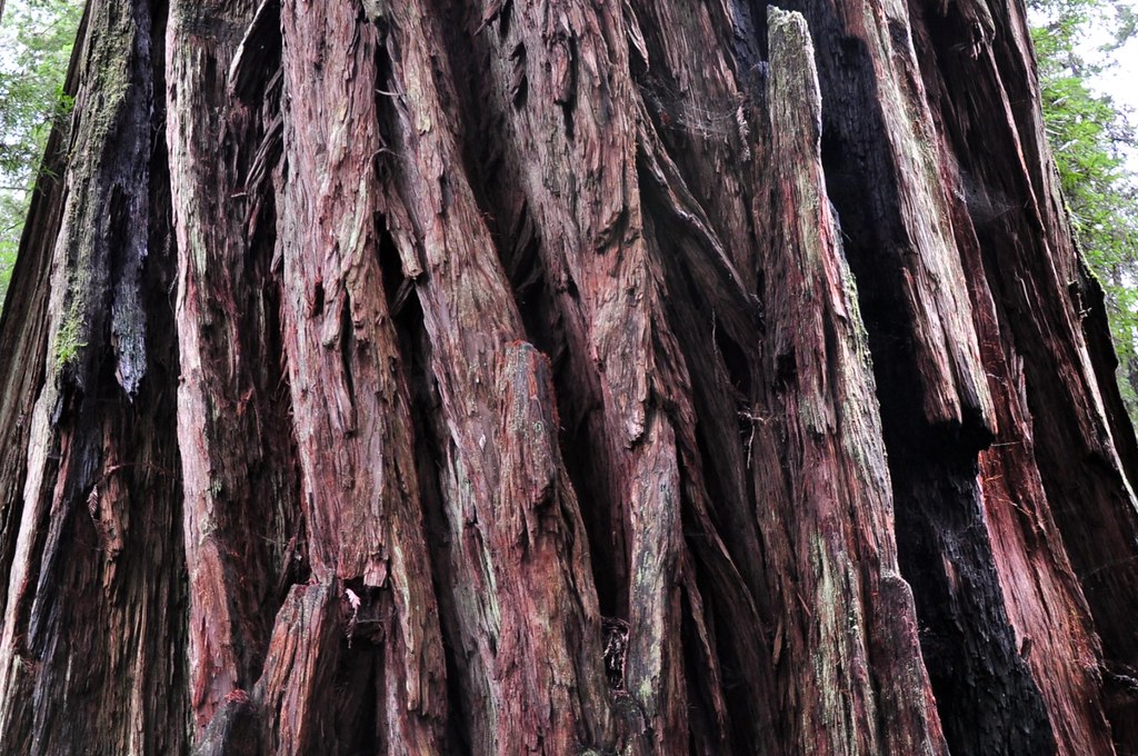 Redwood Bark The thick bark on the Redwoods gives these tr… Flickr