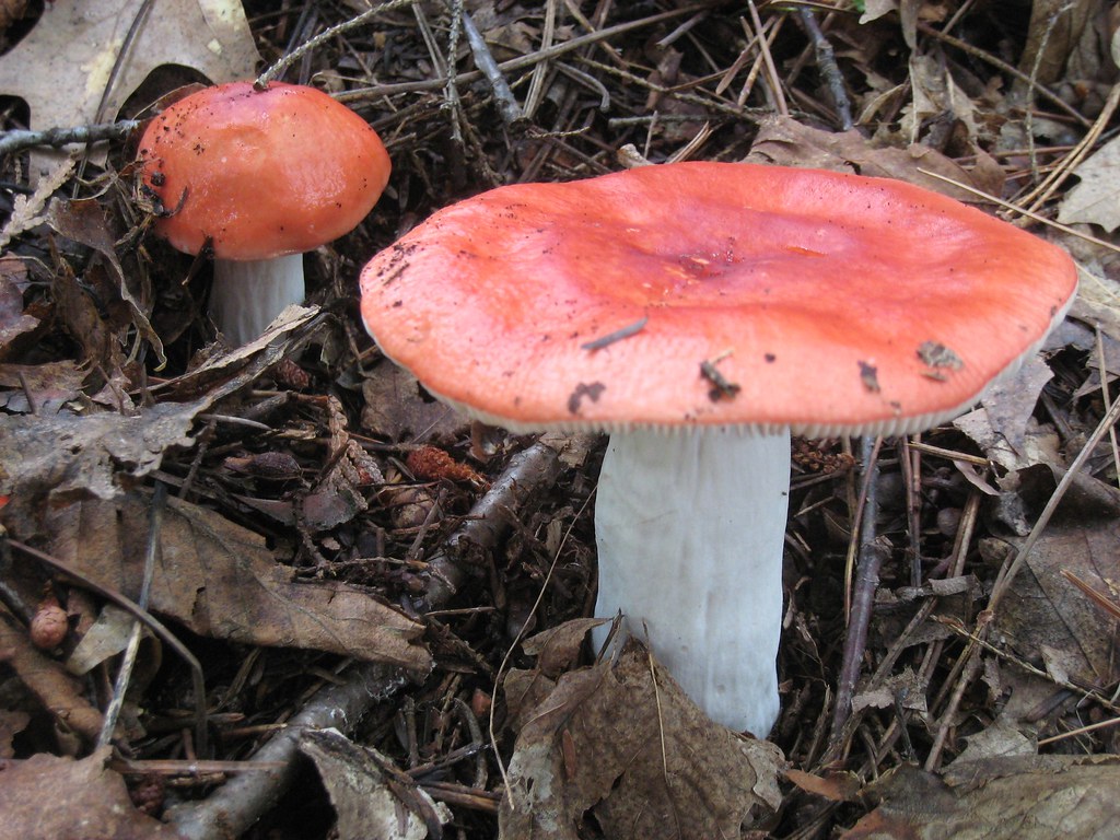 Mushroom Red Cap, White Stem Retro ReDesign Flickr