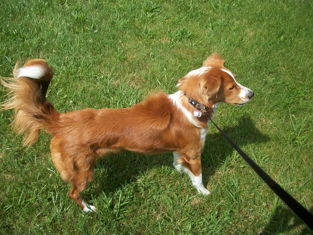Hackles up Goofy girl barking at a statue. XD Sami