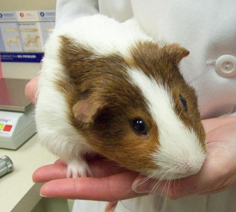 Brown and white guinea pig Olathe Animal Hospital in Olathe, KS Flickr