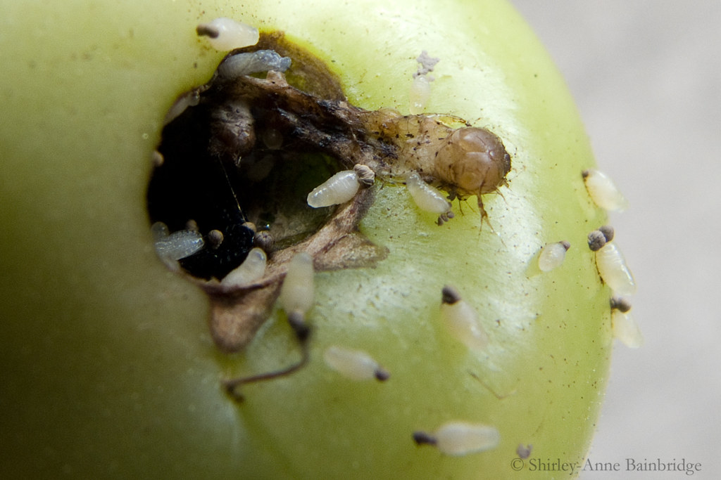 fruit fly larvae on tomato a bit gruesome this one but s… Flickr