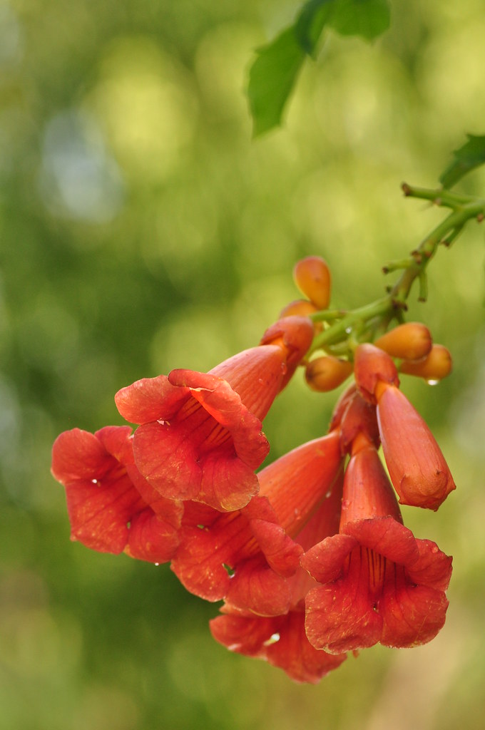 Trumpeting Hummingbirds love the trumpet vine flowers, but… Flickr